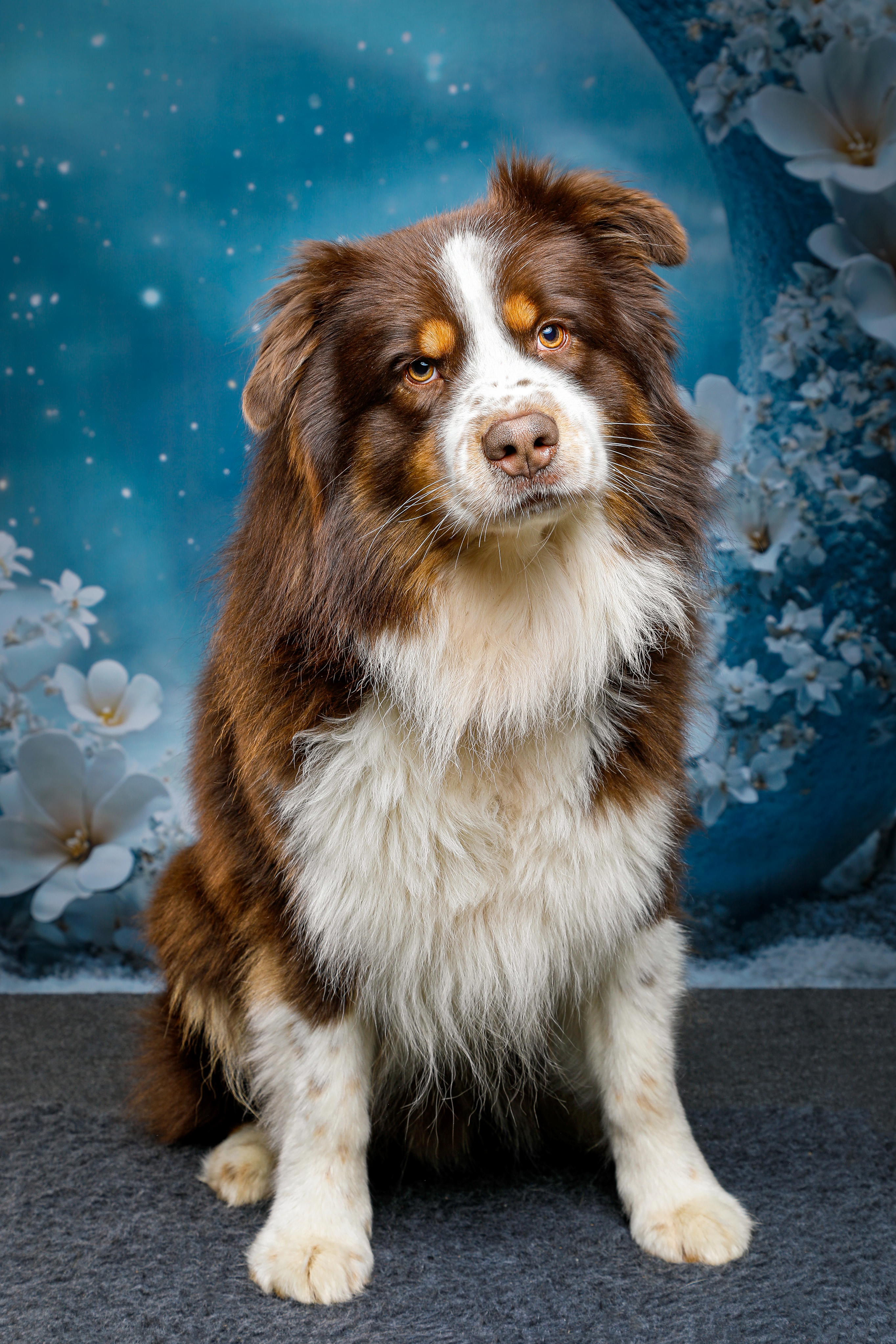 Uther, berger australien rouge merle